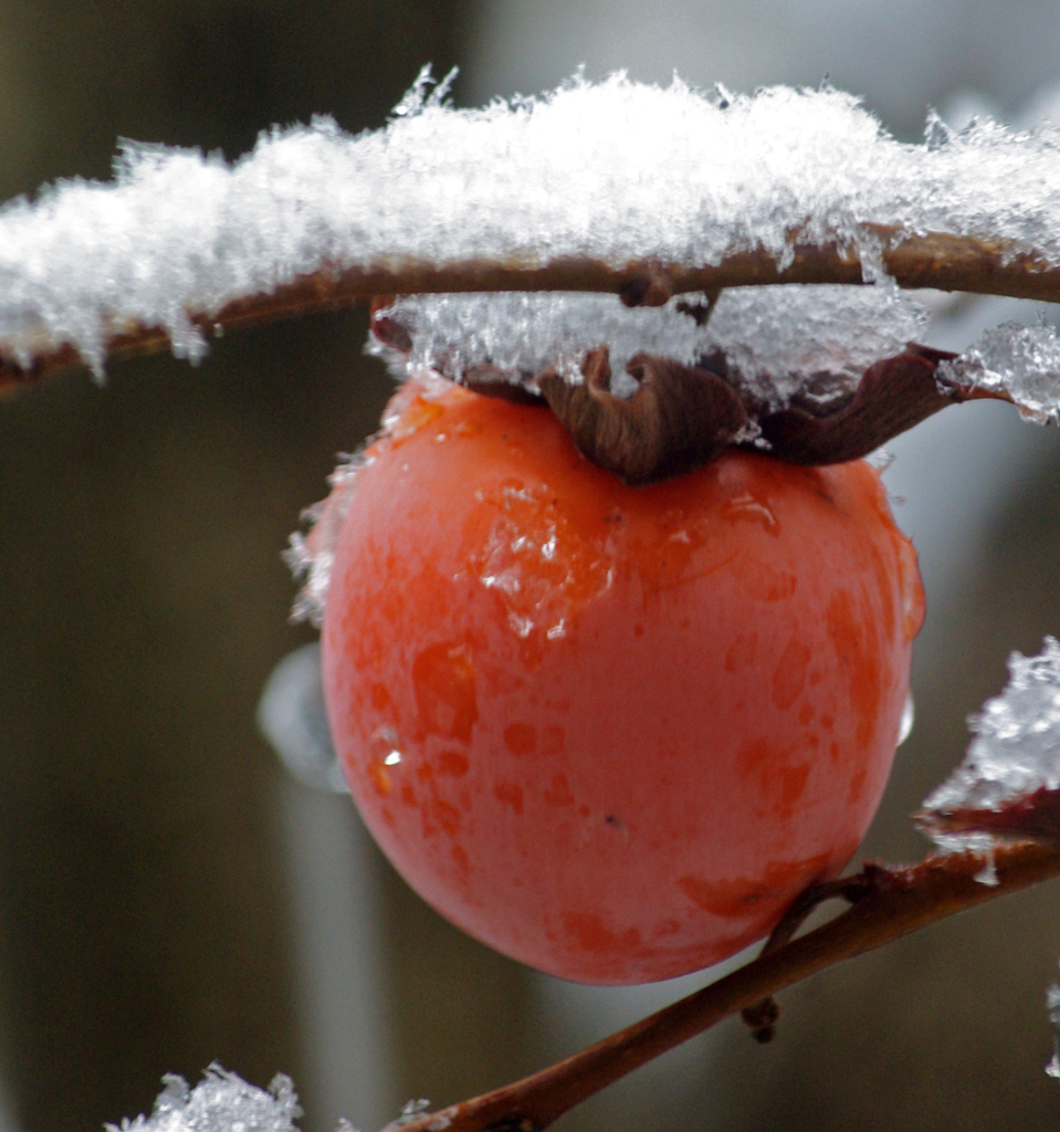 今日の一枚(2019年1月9日)　IMGP1060z