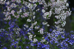 枝垂桜と紫花菜　IMG2746zz