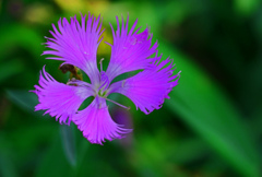 カワラナデシコ　P1043688zz