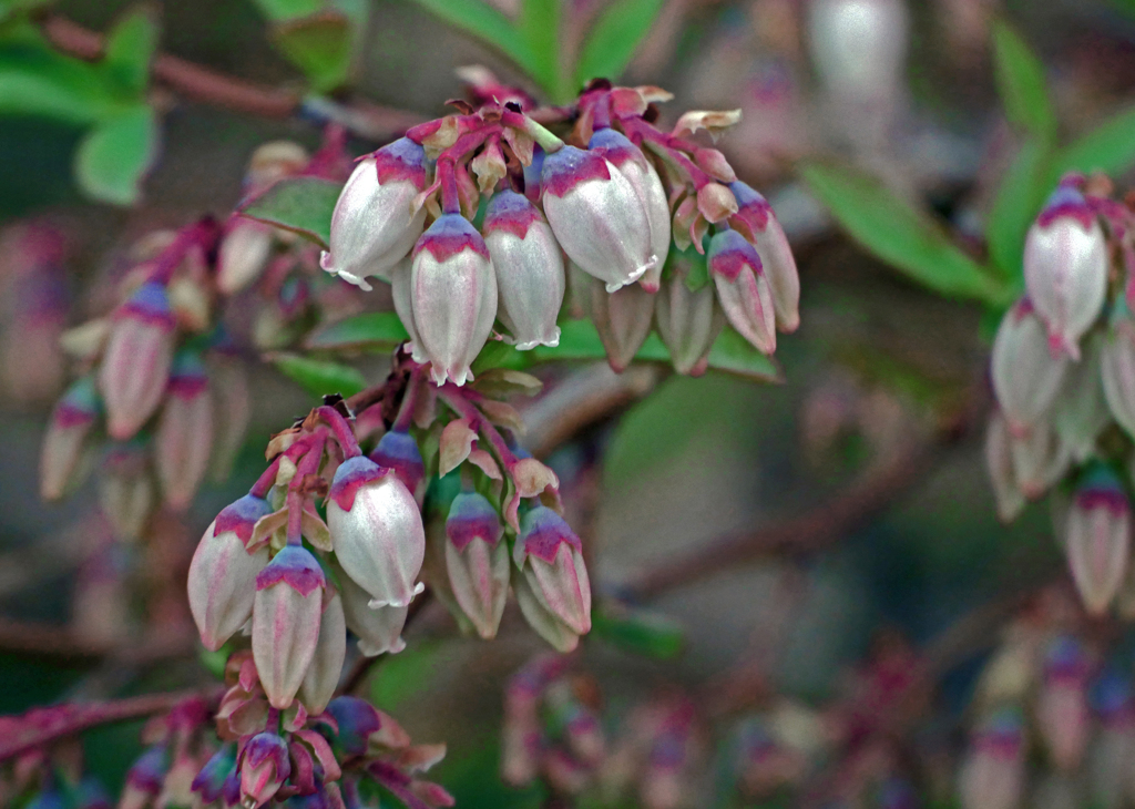 ブルーベリーの花　P1140099z
