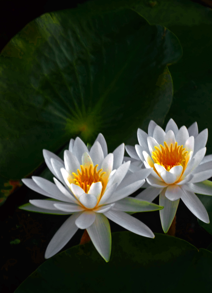 Water lilies　P1390133z