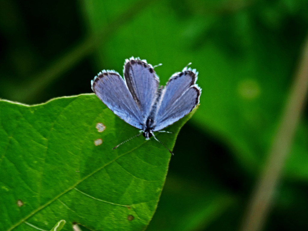 ツバメシジミチョウ　P1270896zz
