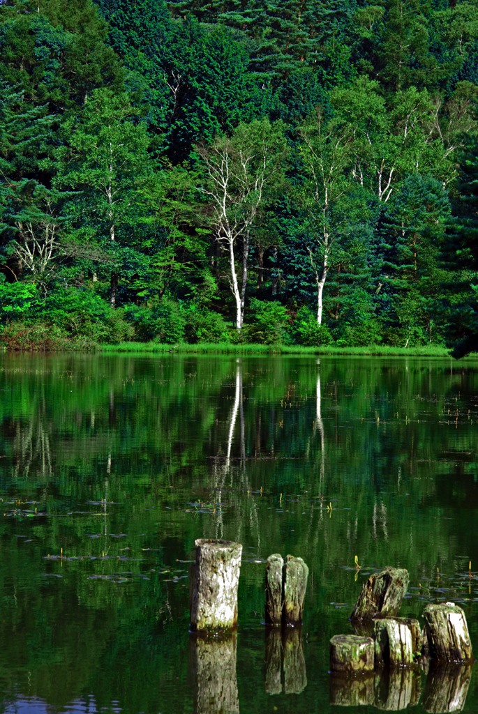 深緑 御射鹿池　IMGP8558zz