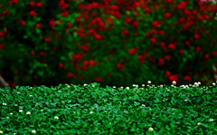 クローバーとディエゴ　P1570502zz