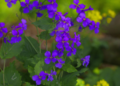 ハナダイコンの花　IMG1124zz