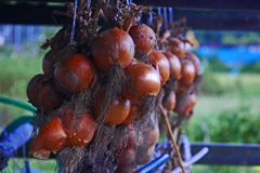 玉ねぎ小屋　P1230131zz