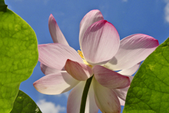 見上げる蓮華　IGP4846zz