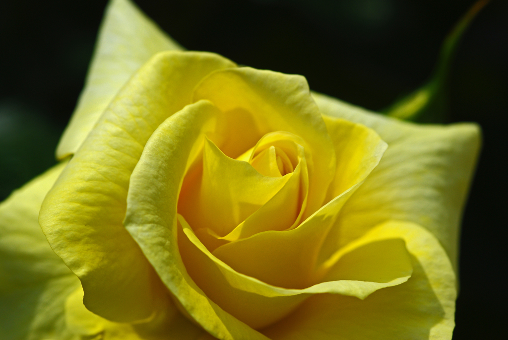 Yellow rose　IMGP0358zz