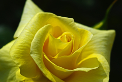 Yellow rose　IMGP0358zz