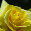 Yellow rose　IMGP0358zz