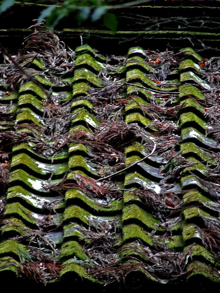 苔むした瓦　DSC01403z