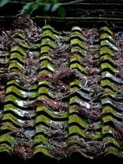 苔むした瓦　DSC01403z