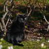 光る眼　IMG2161zz