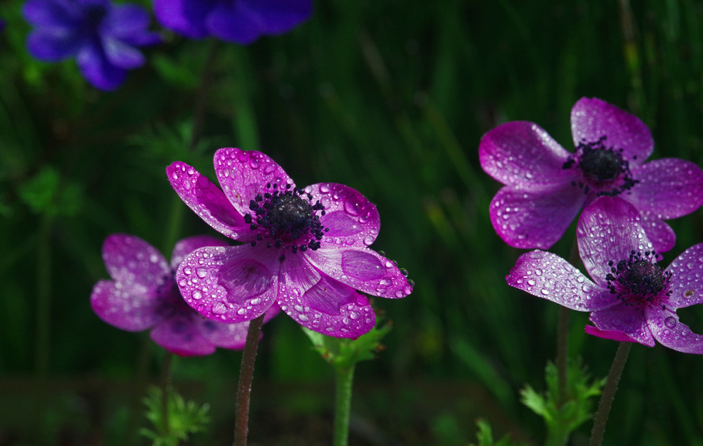 雨後のアネモネ　IMGP5222zz