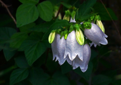 花雪洞　P1280367zz