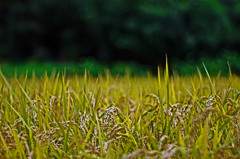 もうすぐ実りの秋に　IMGP9133zz