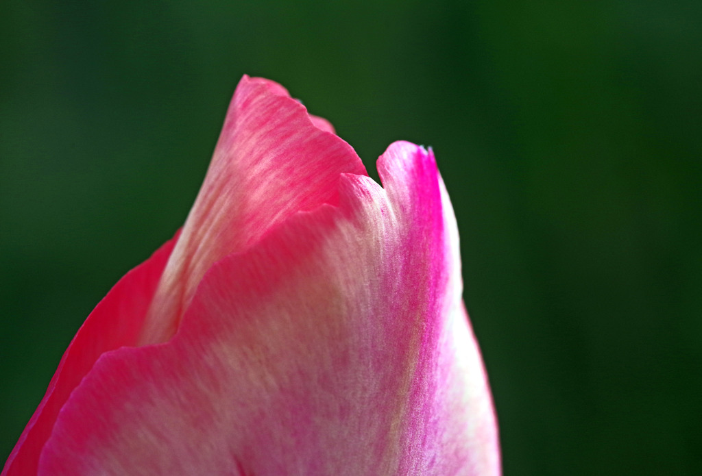 (^ε^)-☆Chu!! -LIP　IMGP3176zz