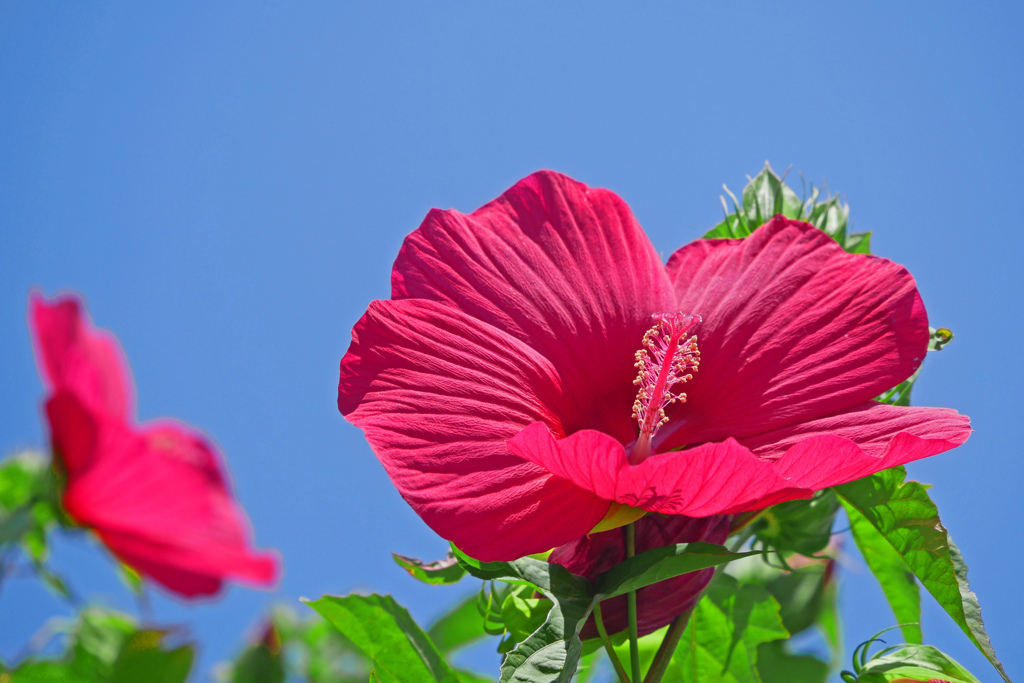 蒼い空紅い花　P1210407zz