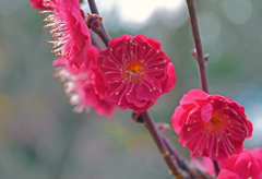 紅梅の花　P1080088zz