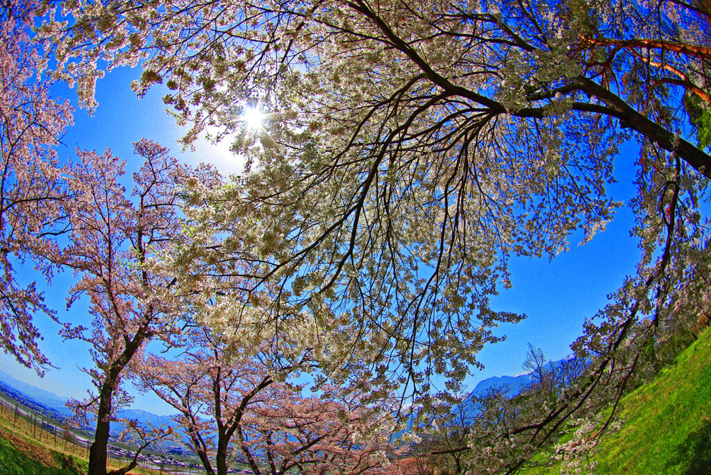 天蓋の桜　IMGP0843zz