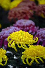 第57回東信菊花展にて　IMGP0158zz