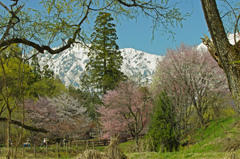 春浅き白馬岳　_IGP7027zz