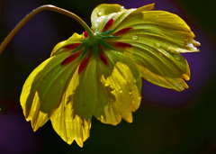 雨粒の重み　P1770593zz