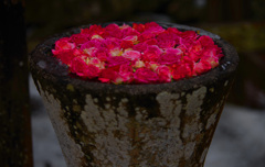 おもてなし　IMGP1568zz