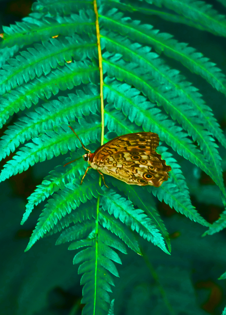 羊歯と蝶　P1640032zz