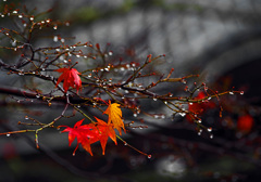 夜半の雨 晩秋　IMGP1884zz