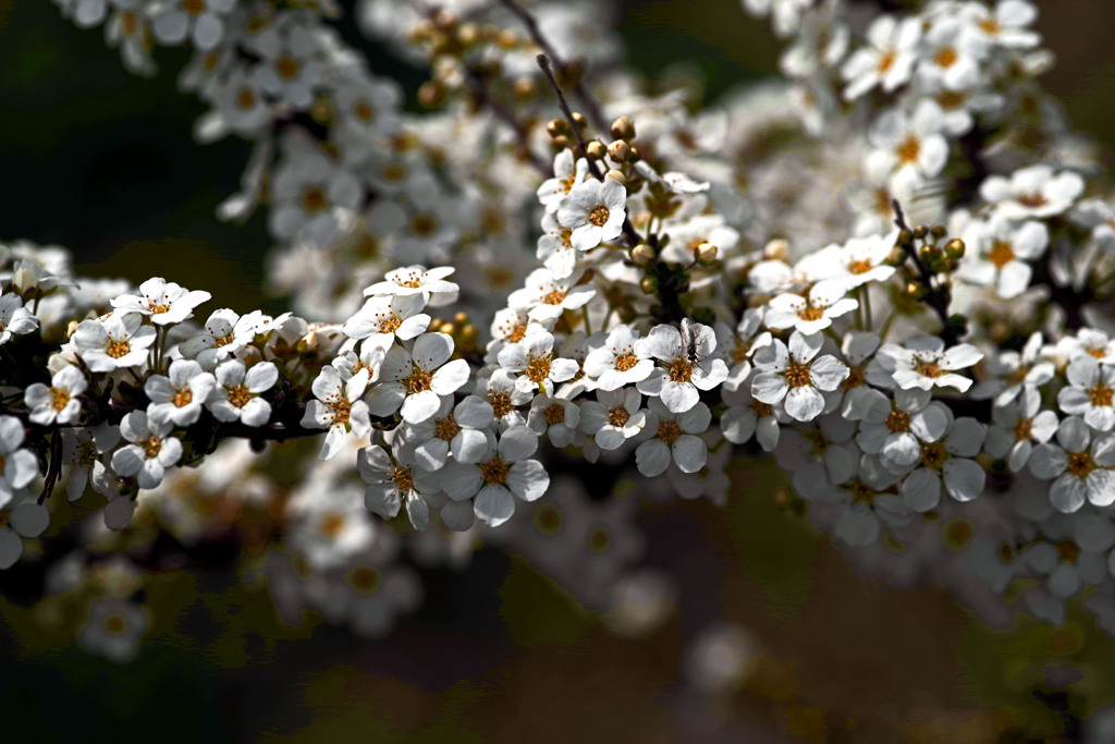 雪柳 花の海　IMGP2573zz