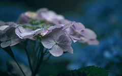 やっと雨が上がった！　IMGP7882zz