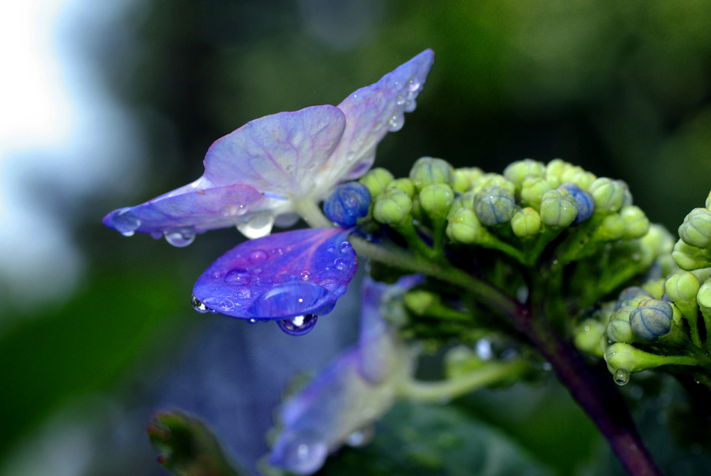 やっぱり紫陽花には雨が似合う　IMGP6566zz