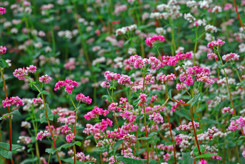 赤いそば花　IMGP5736zz