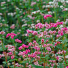 赤いそば花　IMGP5736zz
