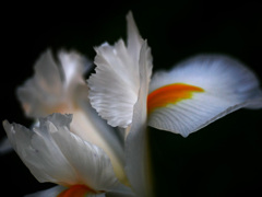  朝の光の中で　P1180934z