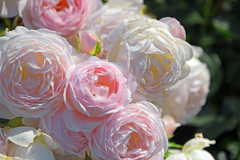 薔薇のブーケ　P1086069zz