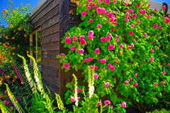 花に囲まれて　IMGP5263zz