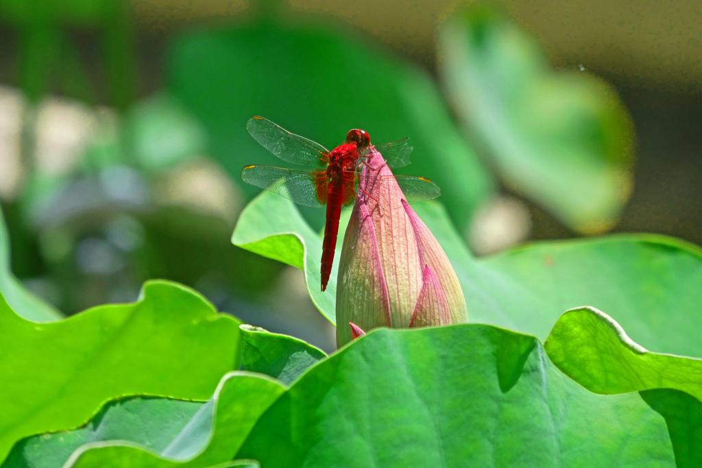 紅い蕾と赤い蜻蛉　P1200238zz