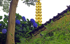 紫陽花と土塀と九輪と　IMG1368z