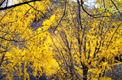 晩秋を彩る　P1146574zz