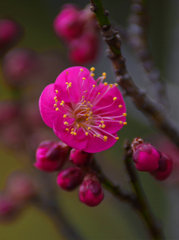 「梅一輪」咲いていました　IMGP0054zz