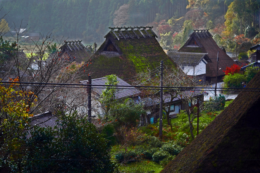 かやぶきの里に秋が来た　P1290156zz