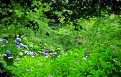 初夏の椛　P1410898zz