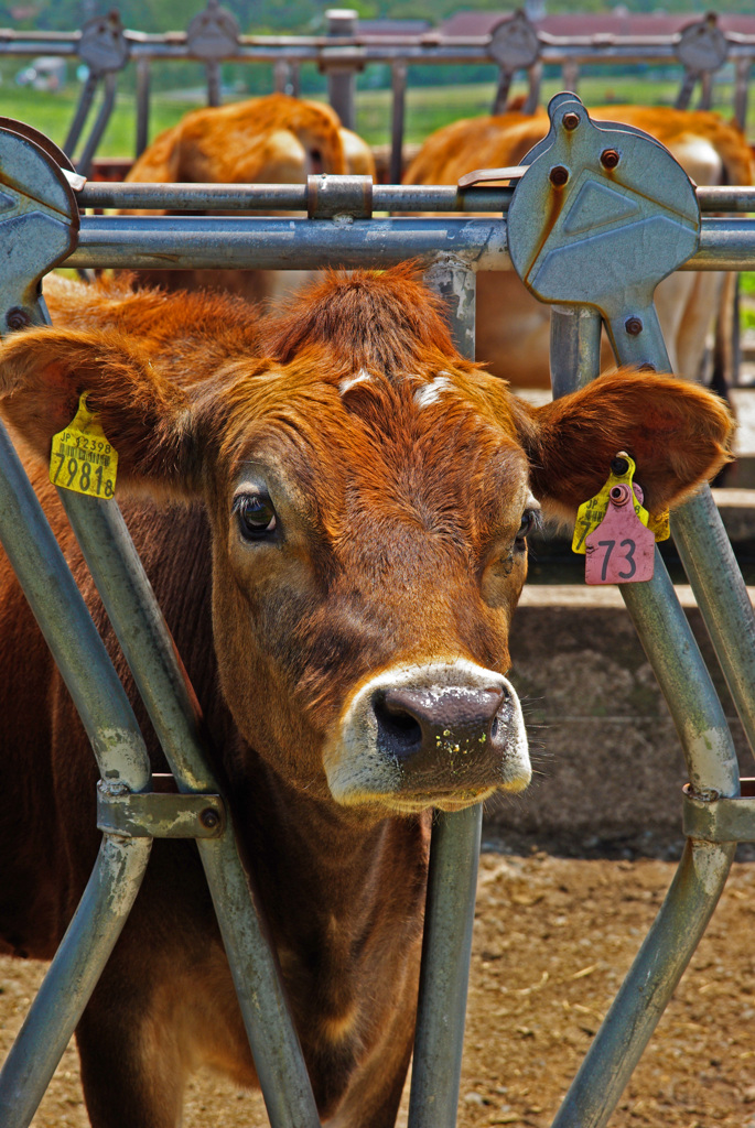 つぶらな瞳　IMGP4454zz