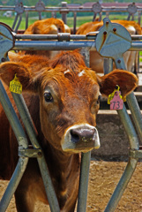 つぶらな瞳　IMGP4454zz