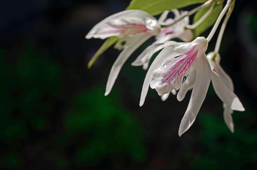 清楚に咲く花　P1180948zz