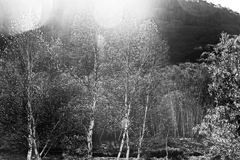 朝の輝き　P1113638zz