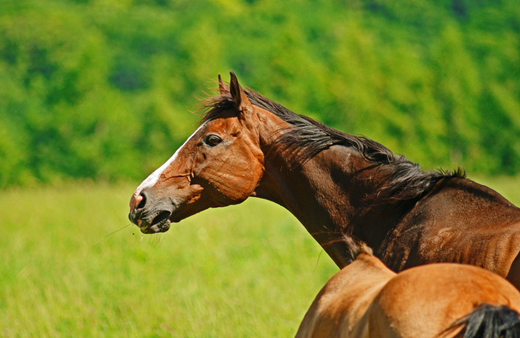 木曽馬　IMGP8651zz