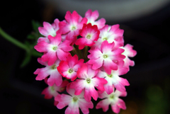 庭に咲く花